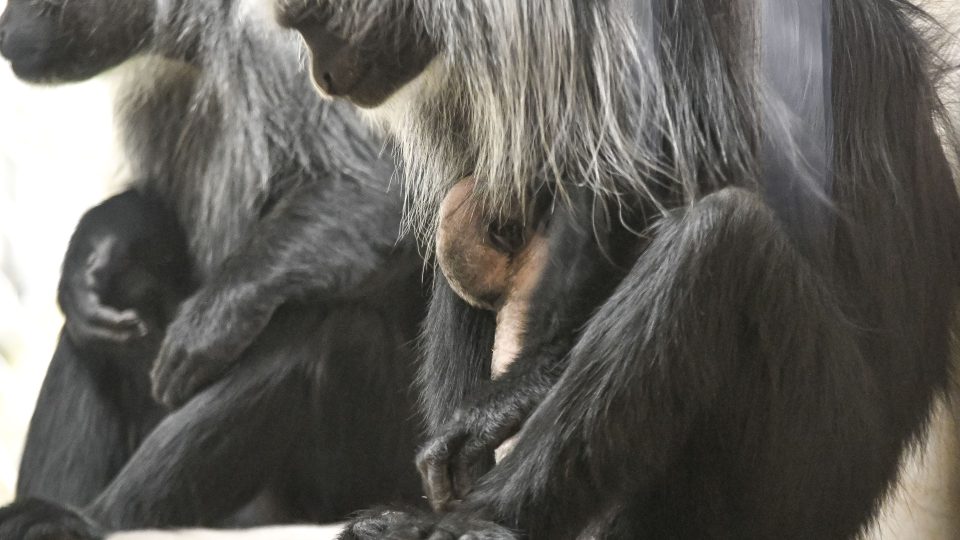 Mládě guerézy běloramenné v jihlavské zoo