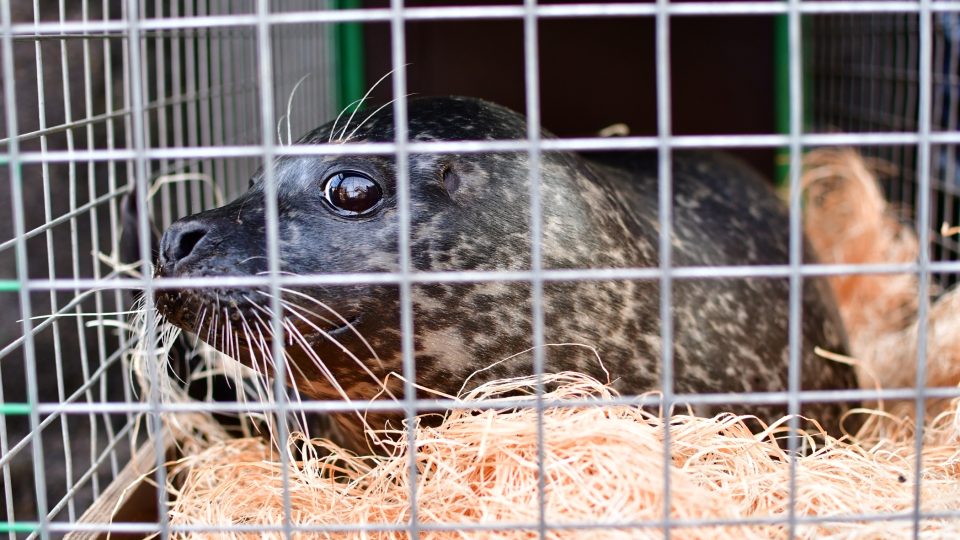 Převoz zvířat v Zoo Jihlava, takto cestuje tuleň
