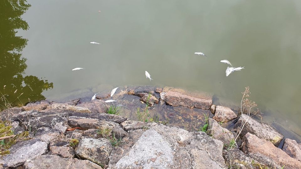 Pelhřimov, rybník Stráž, rybáři loví větší množství mrtvých ryb