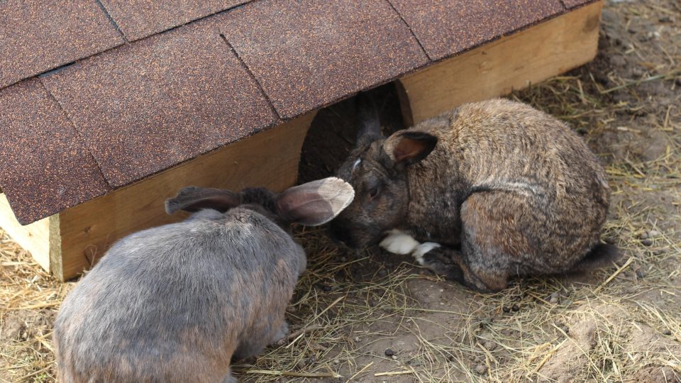Chov králíků, Ratibořice