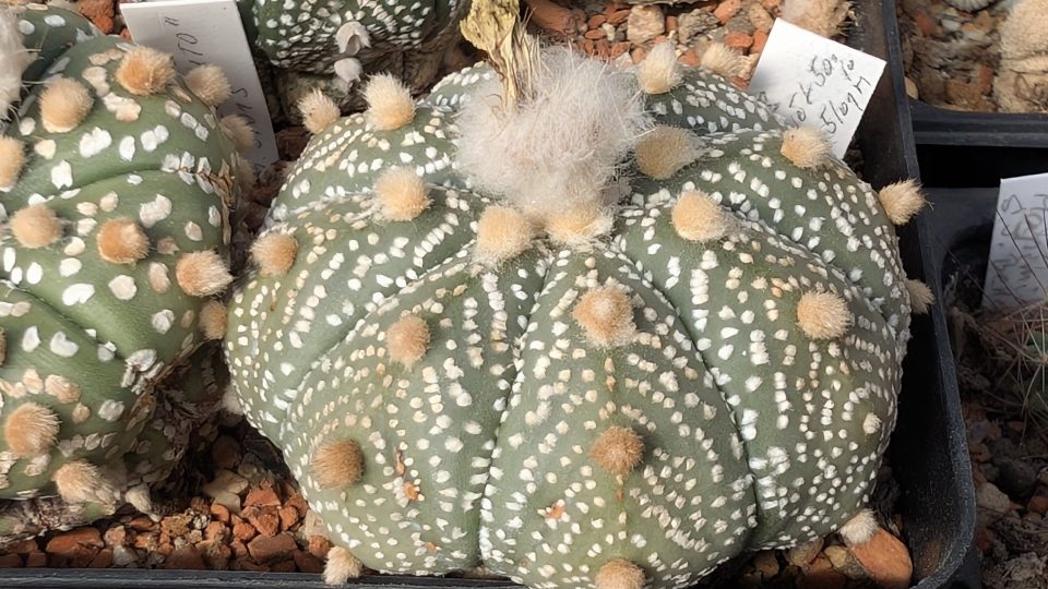 Kaktusy ve skleníku v Novém Světě u Dolní Cerekve | foto: Dáša Kubíková, Český rozhlas Kaktusy ve skleníku v Novém Světě u Dolní Cerekve