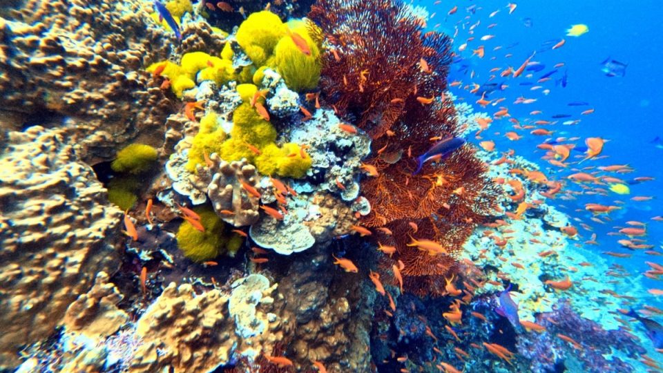 Korálové útesy na Fidži