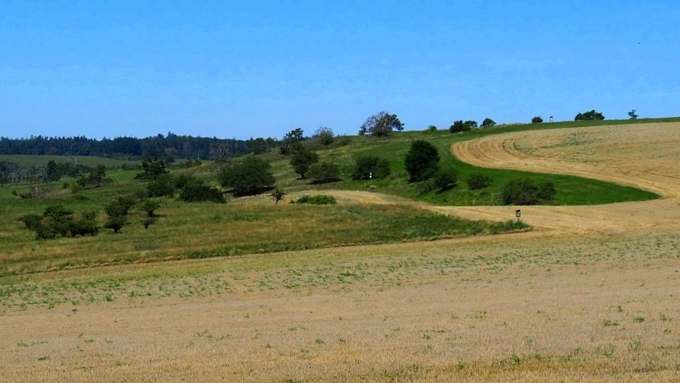 Pozůstatky pěstování vinné révy u Mohelna, Vysočina