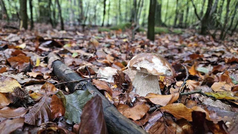 Ideální podmínky pro růst hub jsou ale jenom na některých místech, například v bučinách