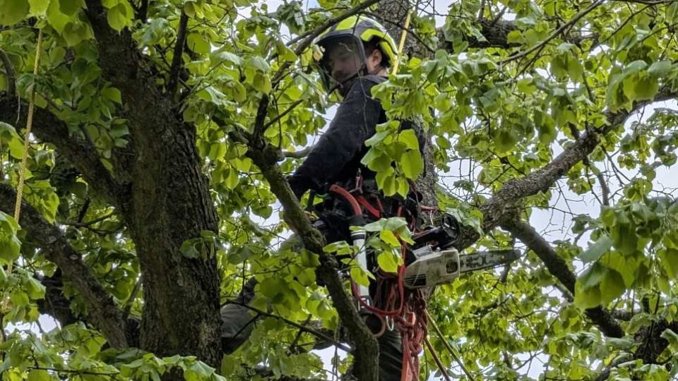 Práce arboristů | foto: Dáša Kubíková, Český rozhlas Práce arboristů
