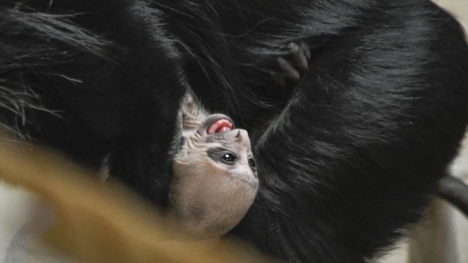 Mládě guerézy běloramenné v jihlavské zoo