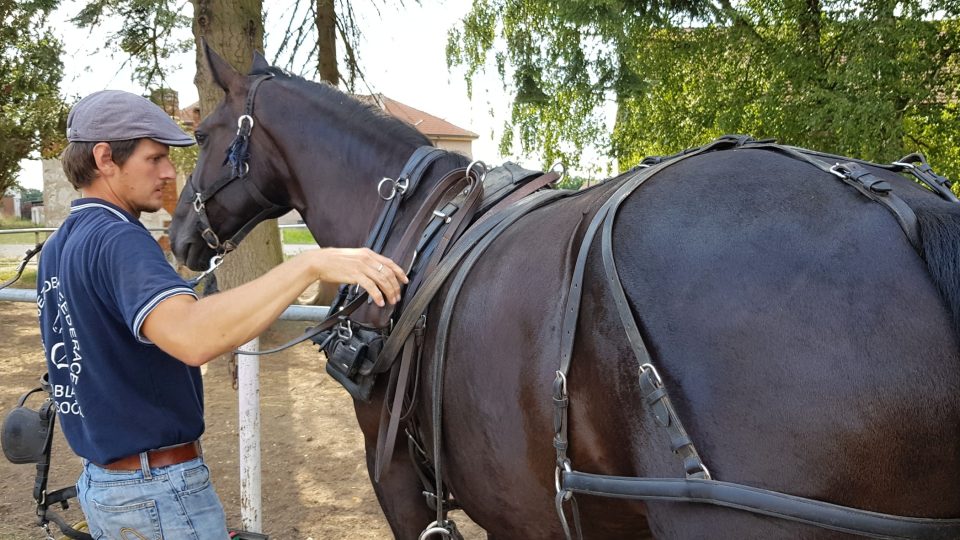 Vladimír Štursa při výcviku tažných koní, Havlíčkův Brod