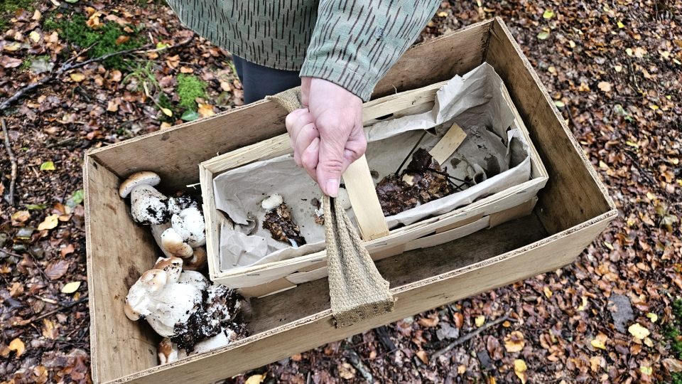 Mykologové sbírali houby těsně před výstavou, aby byly co nejčerstvější