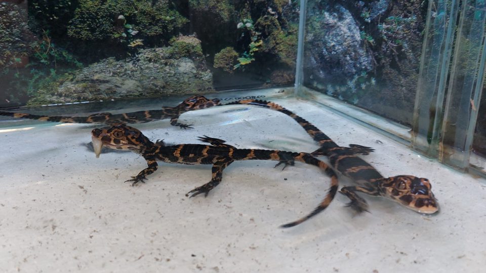 Mláďata aligátorů čínských v jihlavské zoo