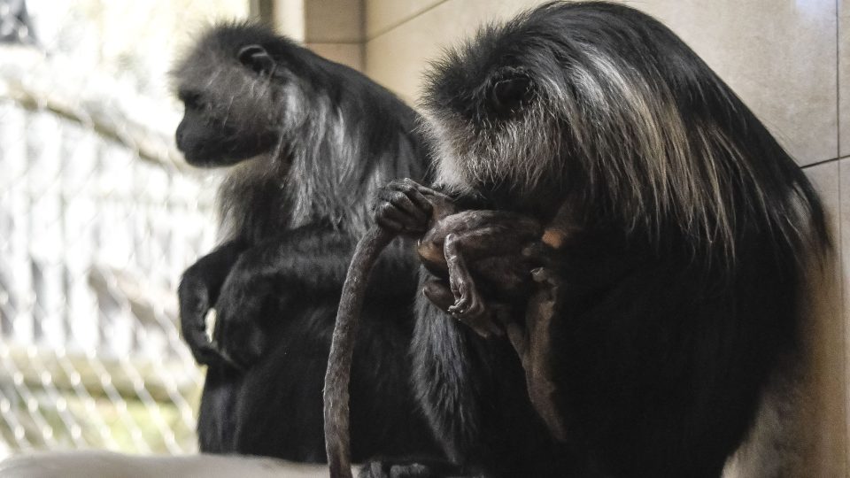 Mládě guerézy běloramenné v jihlavské zoo