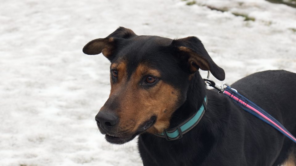 Bessy je kříženka, pravděpodobně rotvajler, dobrman nebo beauceron