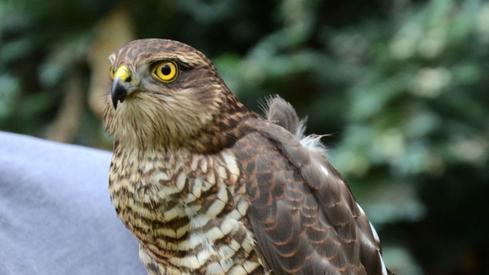 Ennie se narodila letos v květnu