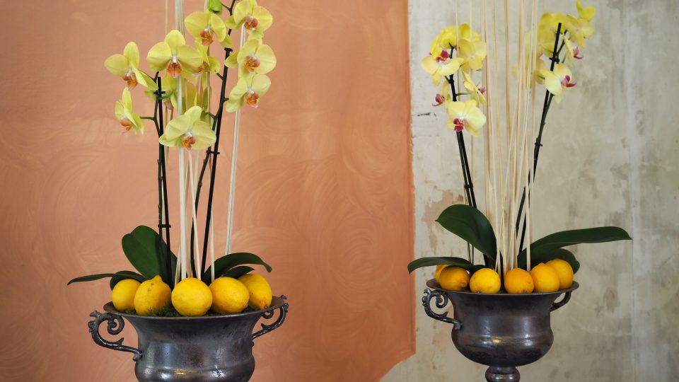 Orchideje jsou naaranžované také s ovocem