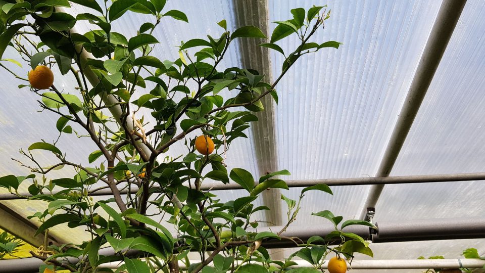 Pěstování citrusů