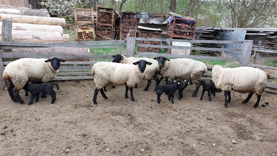 Filip Novák chová ovce plemene suffolk