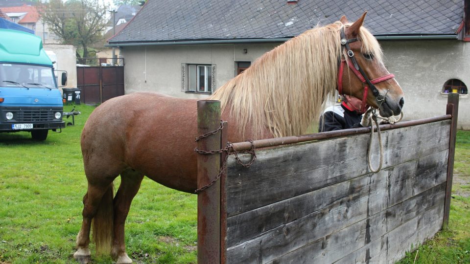 Chov belgických koní