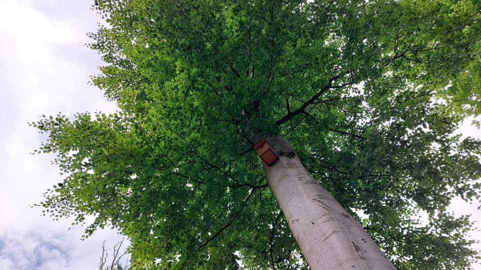 Doupné stromy slouží k hnízdění ptákům, netopýrům i veverkám
