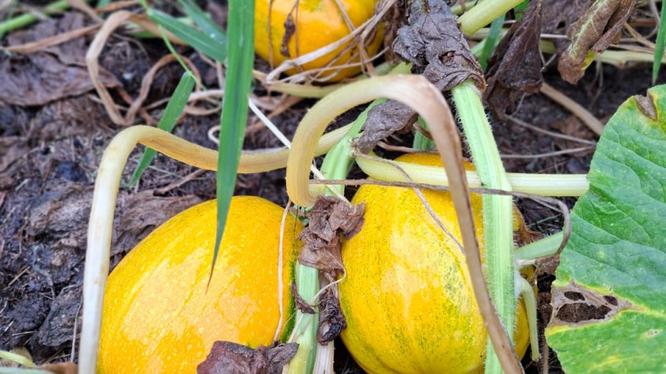 Rozmanité tykve