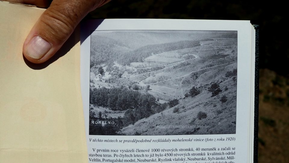Pozůstatky pěstování vinné révy u Mohelna, Vysočina