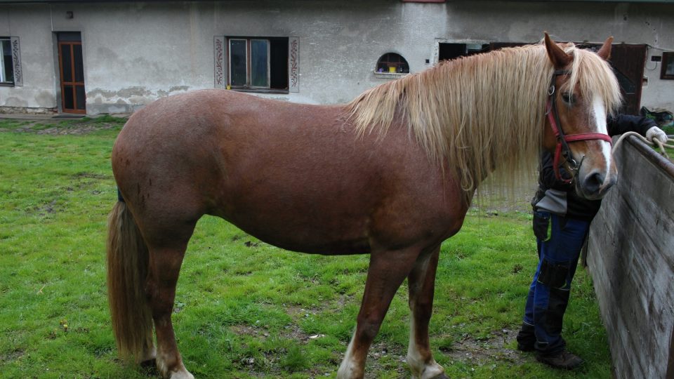 Koně chladnokrevného plemene Belgik