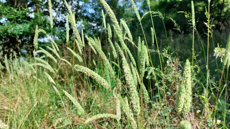 Přírodní rezervace Dřínová hora nedaleko Kramolína na Třebíčsku | foto: Irena Šarounová, Český rozhlas Přírodní rezervace Dřínová hora nedaleko Kramolína na Třebíčsku