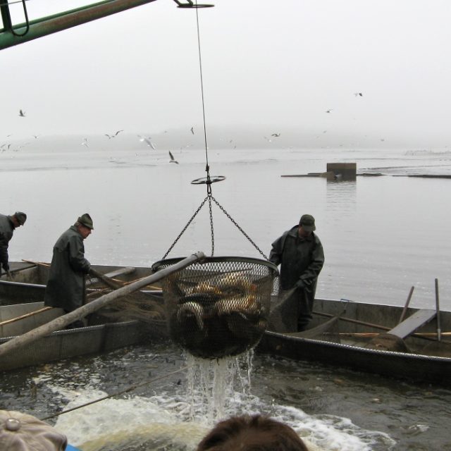 Výlov,  ilustrační foto | foto: Petr Kološ