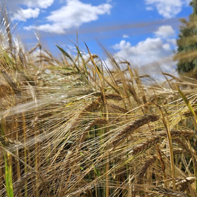 Žně na Vysočině zpomaluje nestálé počasí | foto: Veronika Bartes Vohralíková,  Český rozhlas