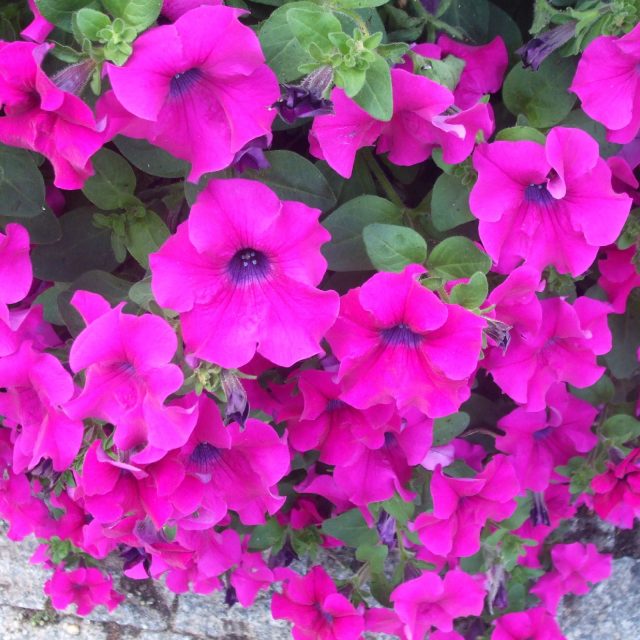 Petúnie | foto: Stanislava Brádlová,  Český rozhlas