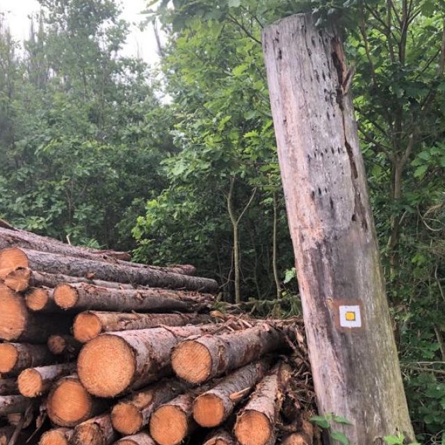 Hranice dřeva,  ilustrační foto | foto: Jitka Cibulová Vokatá,  Český rozhlas