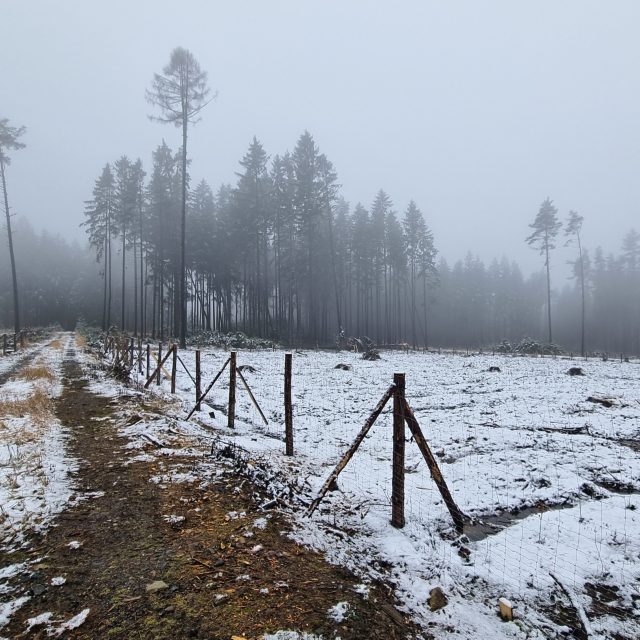 Holiny po kůrovcové těžbě jsou na řadě míst už zase osázené | foto: Daniel Zach,  Český rozhlas