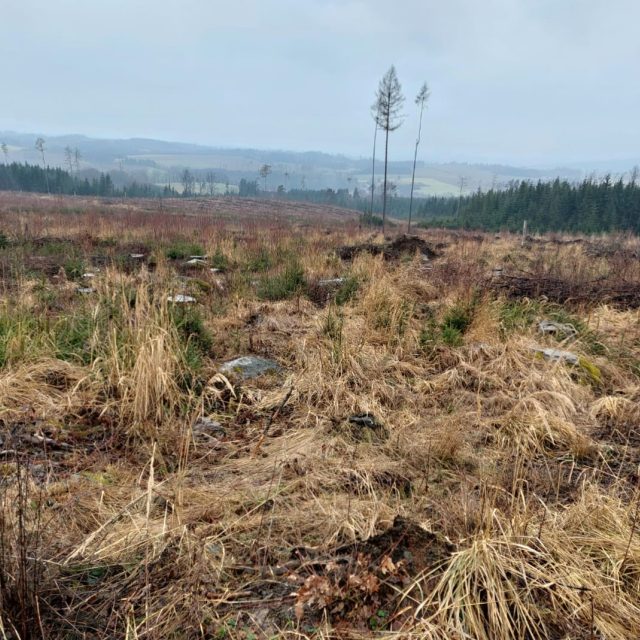 Holiny na Vysočině se po kůrovcové kalamitě začínají znovu postupně zarůstat | foto: Milan Soldán,  Český rozhlas