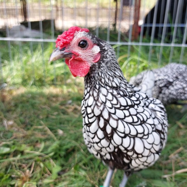 Chovatelská výstava v Puklicích | foto: Irena Šarounová,  Český rozhlas