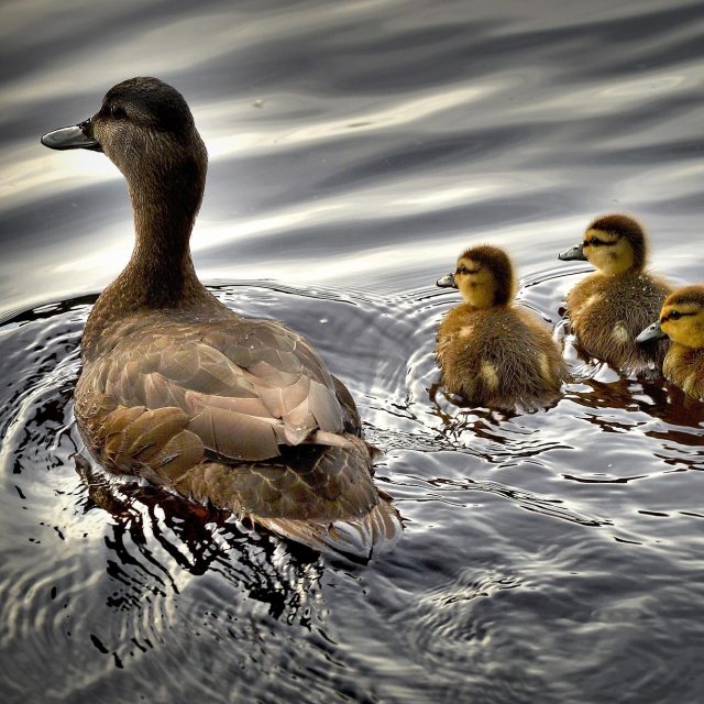 Ilustrační foto | foto: Pixabay,  Licence Pixabay