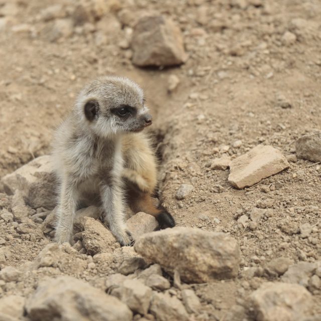 Surikaty v jihlavské zoo | foto: ZOO Jihlava