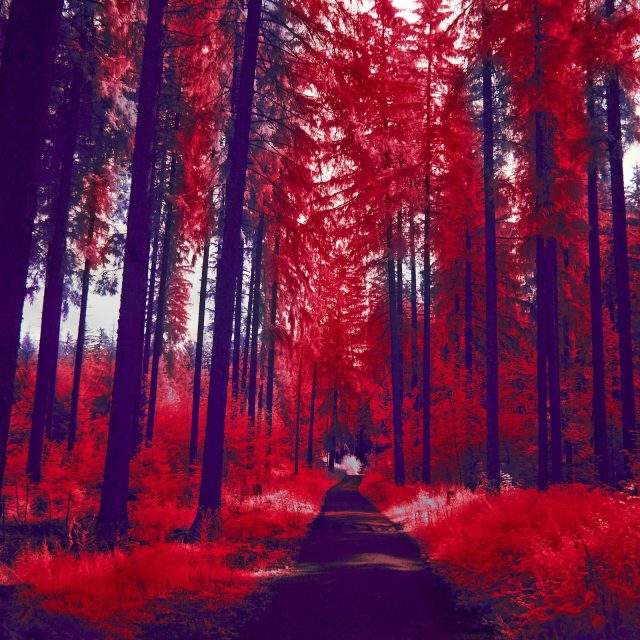 Les  (ilustrační foto) | foto:  Wolfgang Hasselmann,  Unsplash,  Licence Unsplash