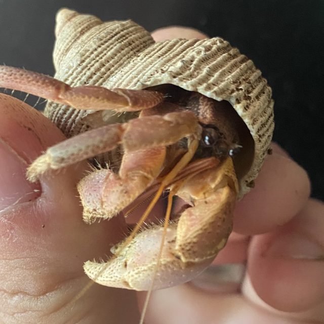 Rak poustevníček,  Zoo Jihlava | foto: Simona Kubičková,  ZOO Jihlava