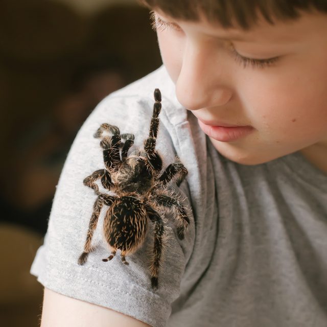 Pavouk | foto: Shutterstock