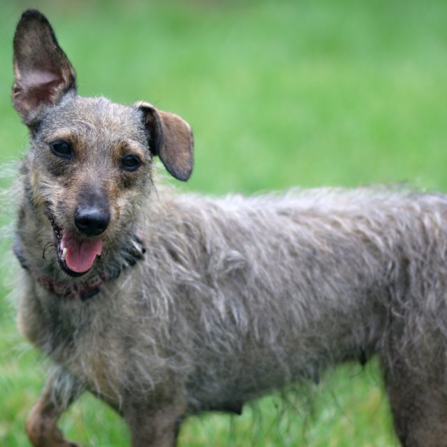 Pes Corny,  útulek Třebíč | foto: Milan Kopecký,  Český rozhlas