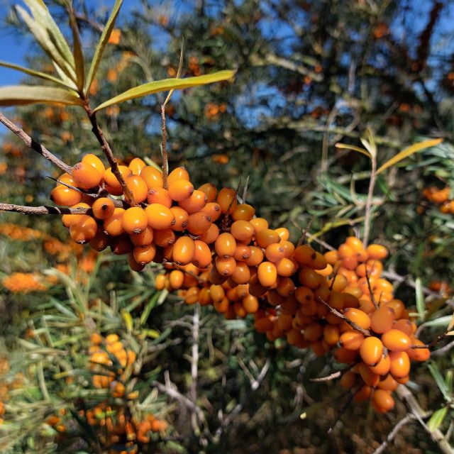 Zralý rakytník | foto: Irena Šarounová,  Český rozhlas