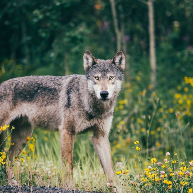Vlk obecný | foto: Shutterstock