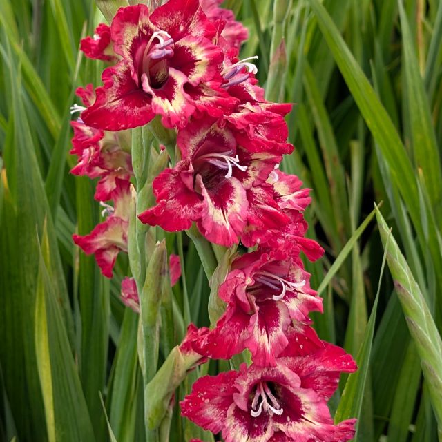 Zahrada Vysočiny na zámku Žirovnice | foto: Dáša Kubíková,  Český rozhlas