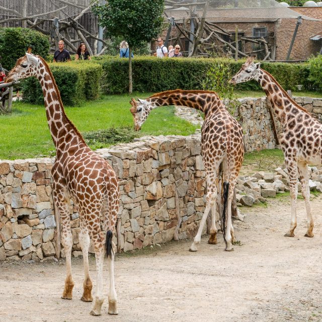 Žirafy v zoo Jihlava jsou jedny z nejoblíbenějších zvířat | foto: ZOO Jihlava