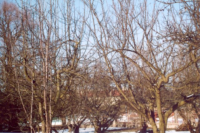 Ovocný strom před řezem | foto: Stanislav Peleška