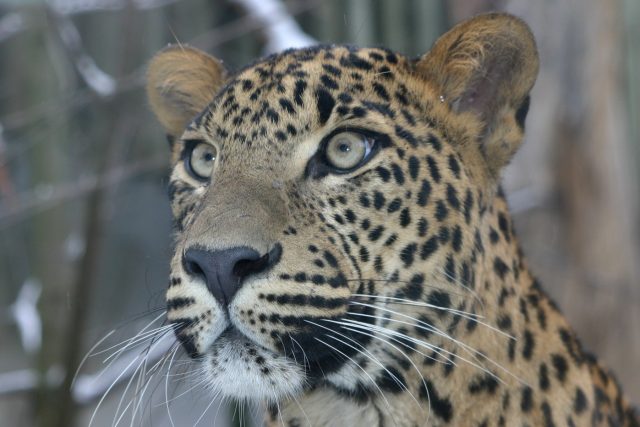 Levhart cejlonský | foto: Zoo Jihlava