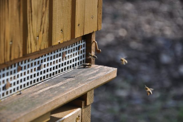 Včely,  ilustrační foto | foto: Šárka Kuchtová,  Český rozhlas