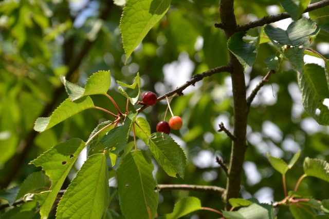 Většina stromků hlavních ovocných druhů,  vyžaduje spíše slunné stanoviště | foto: Jolana Nováková,  Český rozhlas