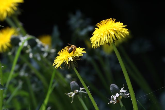 Počasí,  slunce,  včela,  pampeliška | foto: Milan Kopecký,  Český rozhlas