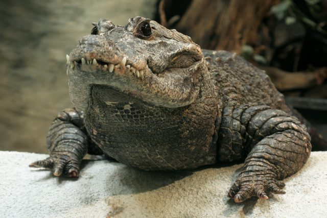 Rocco,  krokodýl čelnatý v jihlavské ZOO | foto: Martin Maláč,  ZOO Jihlava