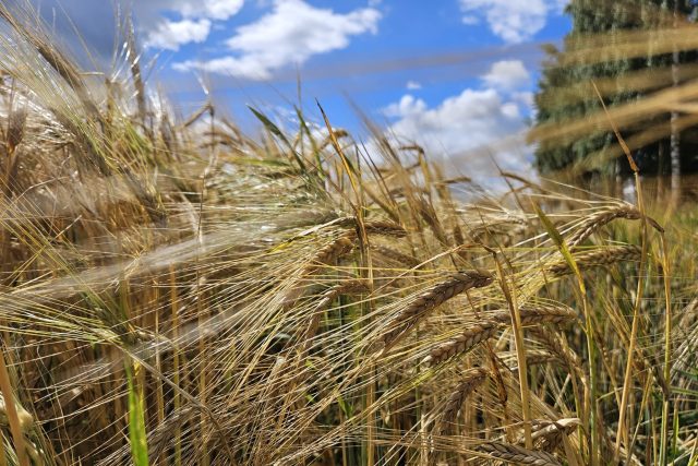 Žně na Vysočině zpomaluje nestálé počasí | foto: Veronika Bartes Vohralíková,  Český rozhlas
