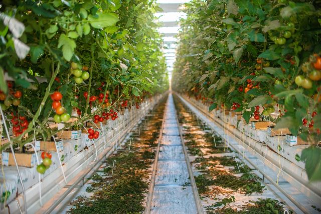 Farma Kožichovice,  pěstování rajčat | foto: Farma Kožichovice